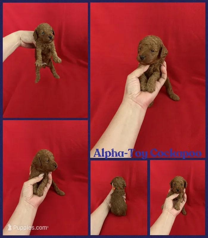 Alpha – Cockapoo puppy for sale in Jacksonville, NC