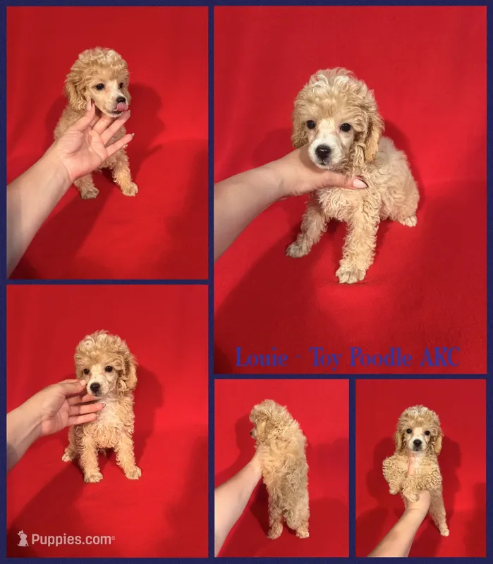 Louie AKC  – Poodle - Toy  puppy for sale in Jacksonville, NC