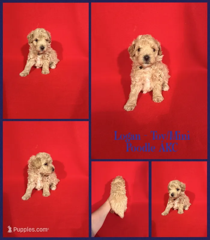 Logan AKC  – Poodle - Toy , Poodle - Miniature  puppy for sale in Jacksonville, NC