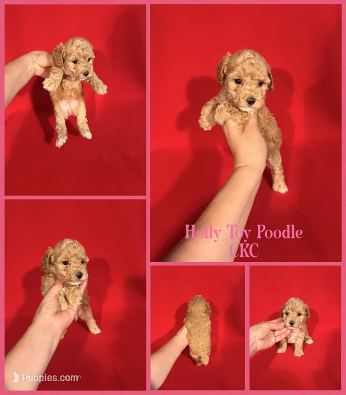Holly  – Poodle - Toy  puppy for sale in Jacksonville, NC