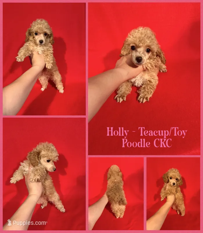 Holly  – Poodle - Toy  puppy for sale in Jacksonville, NC