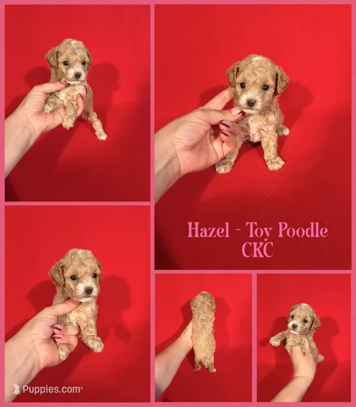 Hazel – Poodle - Toy  puppy for sale in Jacksonville, NC