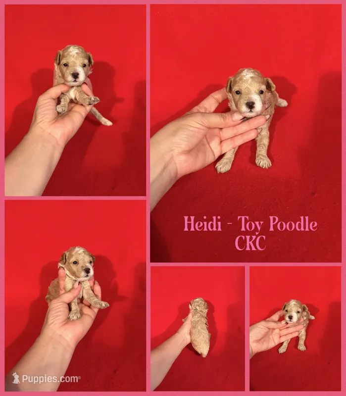 Heidi  – Poodle - Toy  puppy for sale in Jacksonville, NC