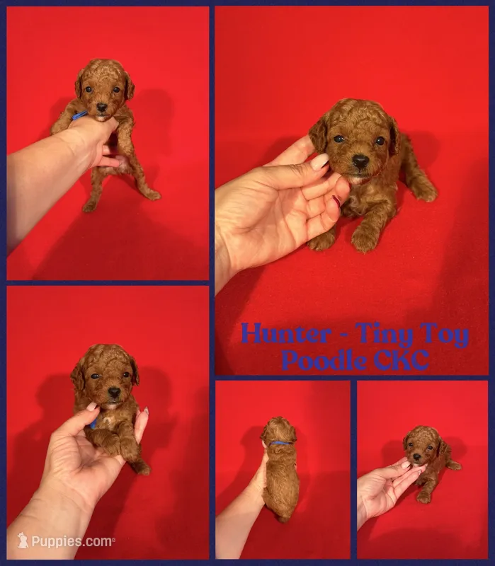 Hunter  – Poodle - Toy  puppy on hold in Jacksonville, NC