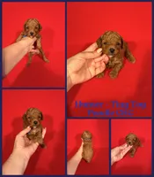 Hunter , a male Poodle - Toy  for sale in Jacksonville, NC – 1 of 1