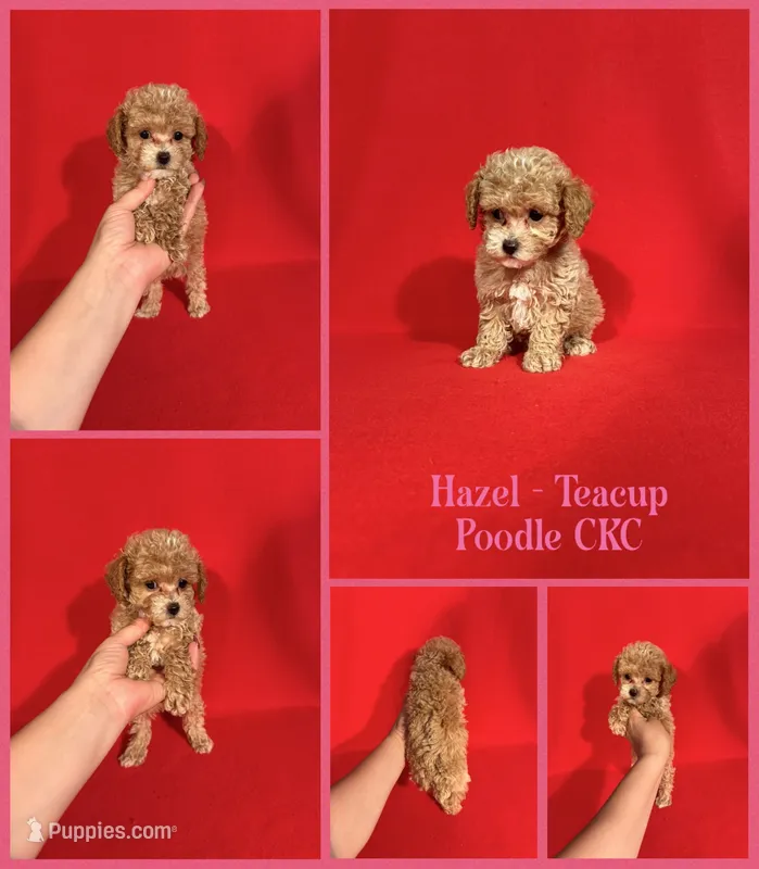 Hazel Teacup – Poodle - Toy  puppy for sale in Jacksonville, NC