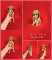 Hazel Teacup, a female Poodle - Toy  for sale in Jacksonville, NC – 1 of 1