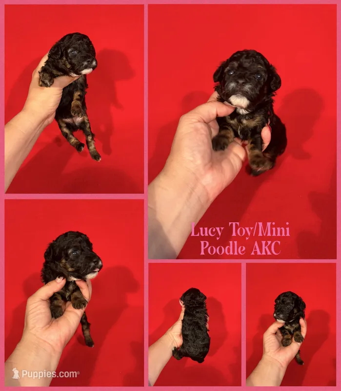 Lucy AKC  – Poodle - Toy , Poodle - Miniature  puppy for sale in Jacksonville, NC