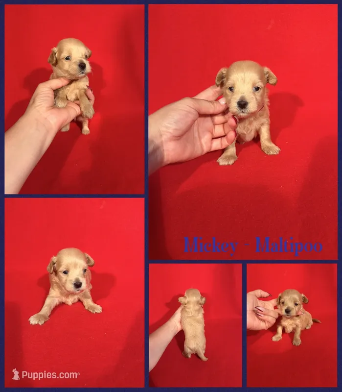 Mickey – Maltipoo puppy for sale in Jacksonville, NC
