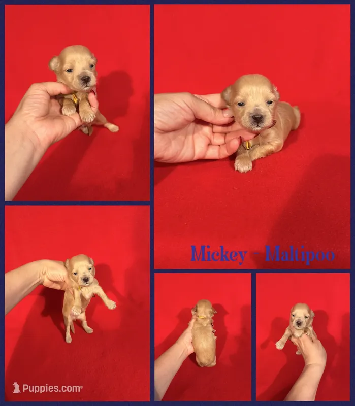 Mickey – Maltipoo puppy for sale in Jacksonville, NC