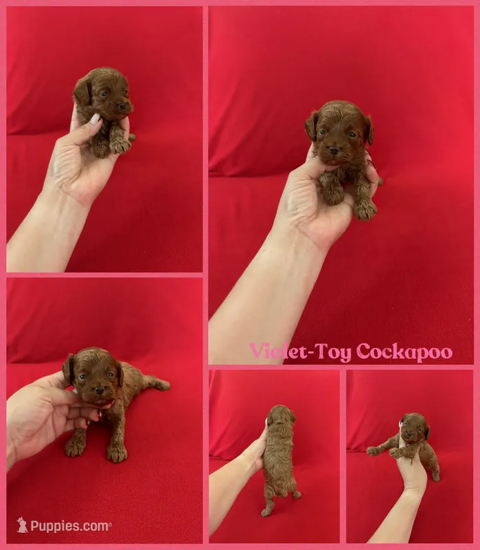 Violet  – Cockapoo, Poodle - Toy  puppy for sale in Jacksonville, NC