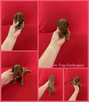 Violet , a female Cockapoo and Poodle - Toy  for sale in Jacksonville, NC – 1 of 1
