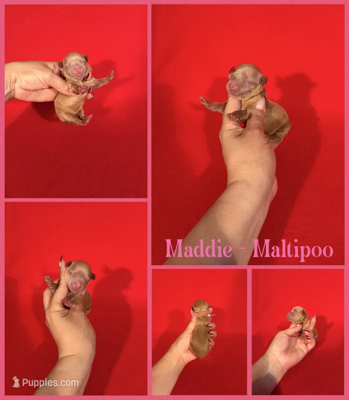 Maddie  – Maltipoo puppy for sale in Jacksonville, NC