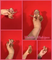 Maddie , a female Maltipoo for sale in Jacksonville, NC – 1 of 1