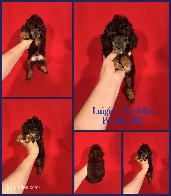 Luigie AKC  – Poodle - Toy , Poodle - Miniature  puppy for sale in Jacksonville, NC