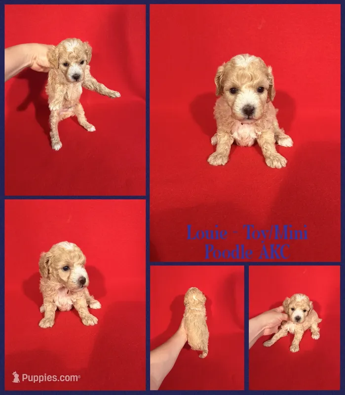 Louie AKC  – Poodle - Toy , Poodle - Miniature  puppy for sale in Jacksonville, NC