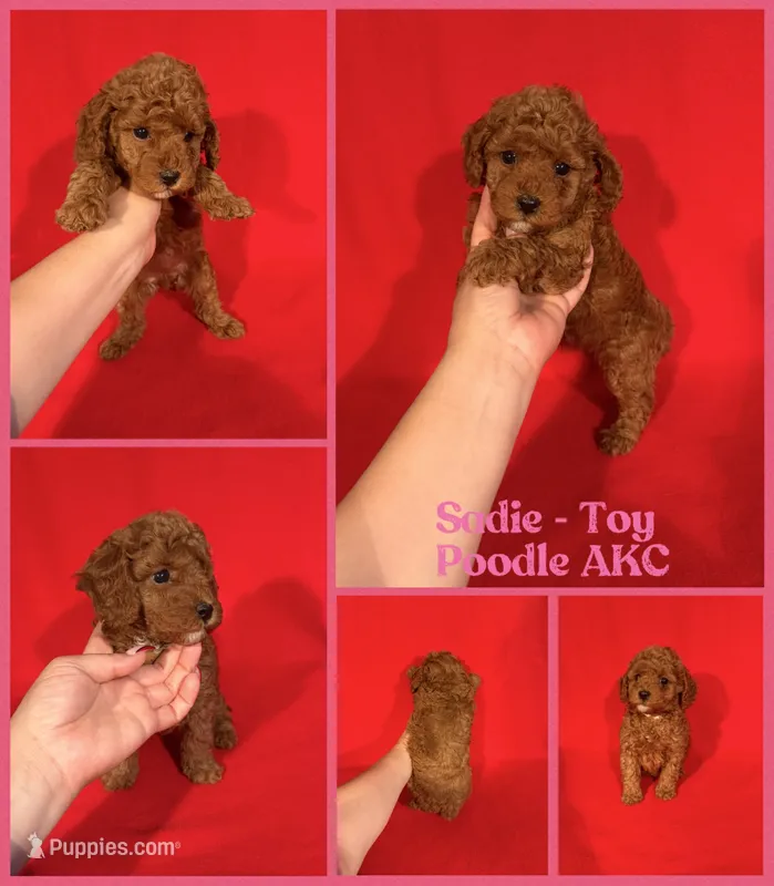 Sadie AKC  – Poodle - Toy  puppy for sale in Jacksonville, NC