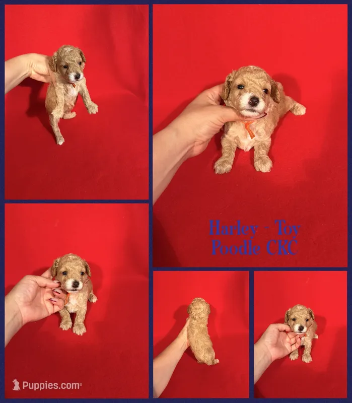 Harley – Poodle - Toy  puppy for sale in Jacksonville, NC
