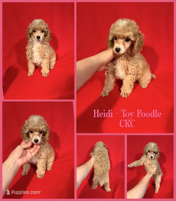 Heidi  – Poodle - Toy  puppy for sale in Jacksonville, NC