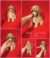 Heidi , a female Poodle - Toy  for sale in Jacksonville, NC – 1 of 1