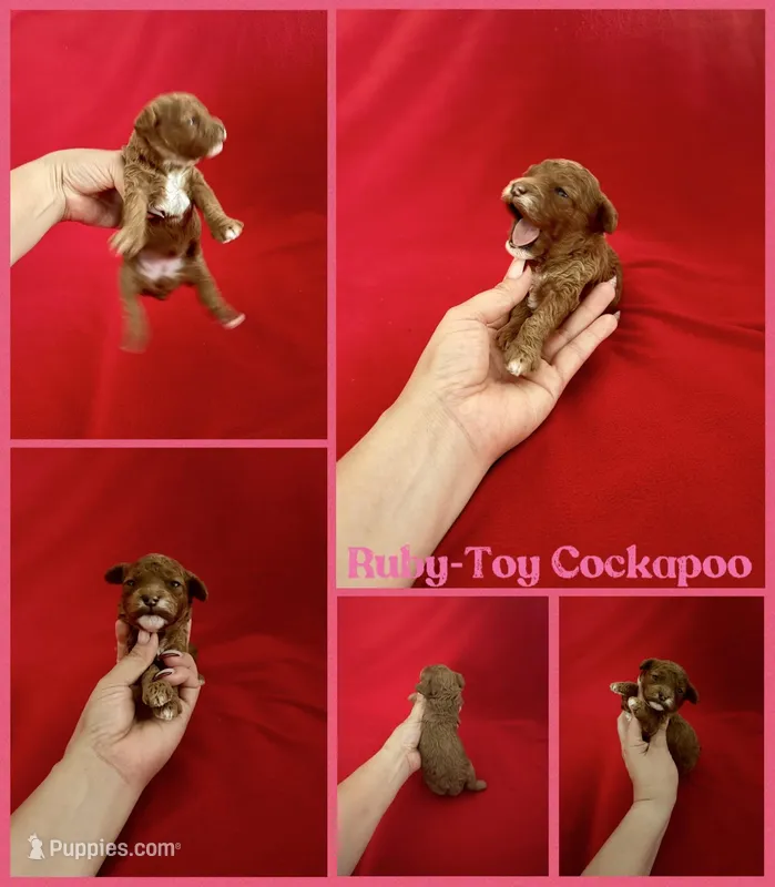 Ruby  – Cockapoo, Poodle - Toy  puppy for sale in Jacksonville, NC