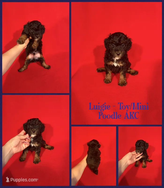 Luigie AKC  – Poodle - Toy , Poodle - Miniature  puppy for sale in Jacksonville, NC