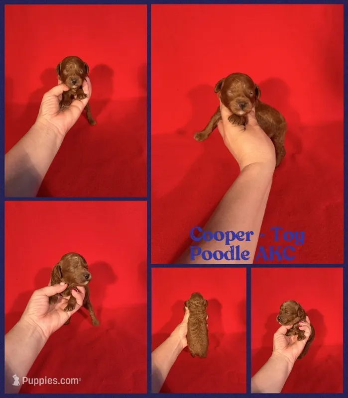 Cooper AKC  – Poodle - Toy  puppy for sale in Jacksonville, NC