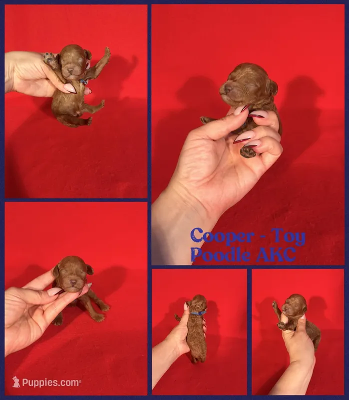 Cooper AKC  – Poodle - Toy  puppy for sale in Jacksonville, NC