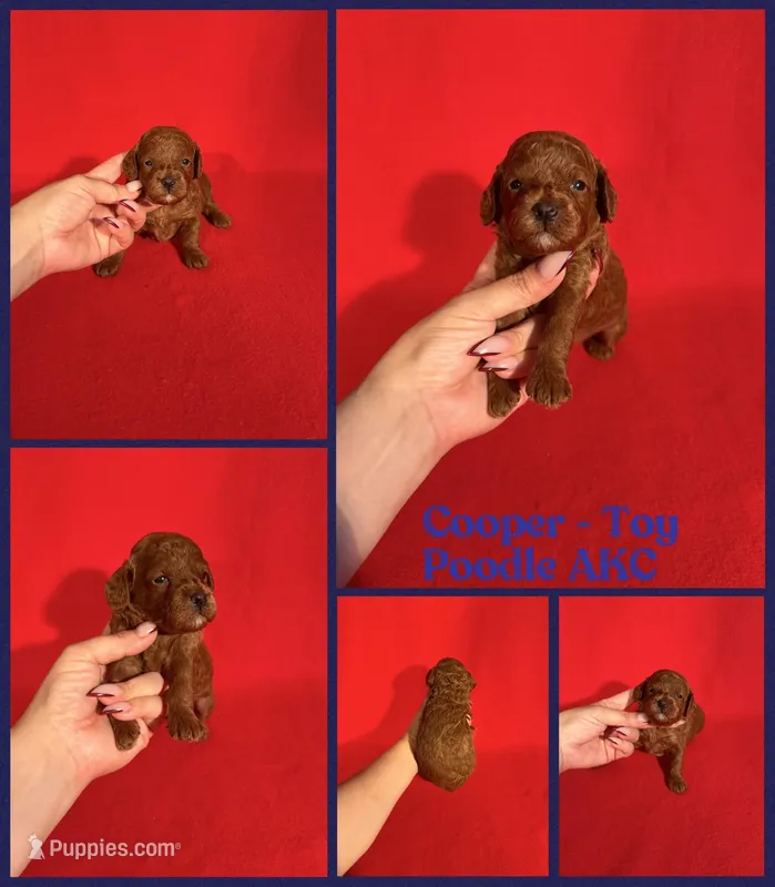 Cooper AKC  – Poodle - Toy  puppy for sale in Jacksonville, NC