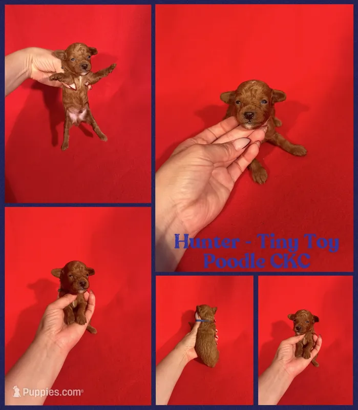 Hunter  – Poodle - Toy  puppy for sale in Jacksonville, NC