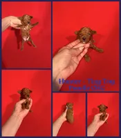 Hunter , a male Poodle - Toy  for sale in Jacksonville, NC – 1 of 1