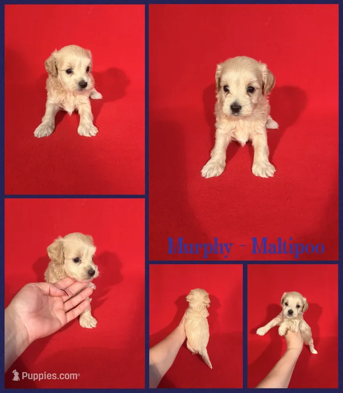 Murphy  – Maltipoo puppy for sale in Jacksonville, NC