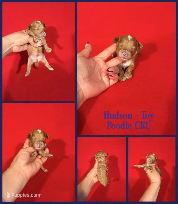 Hudson  – Poodle - Toy  puppy for sale in Jacksonville, NC