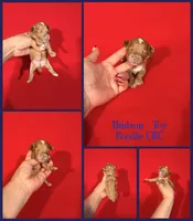 Hudson , a male Poodle - Toy  for sale in Jacksonville, NC – 1 of 1