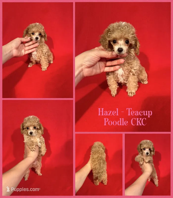Hazel Teacup – Poodle - Toy  puppy for sale in Jacksonville, NC
