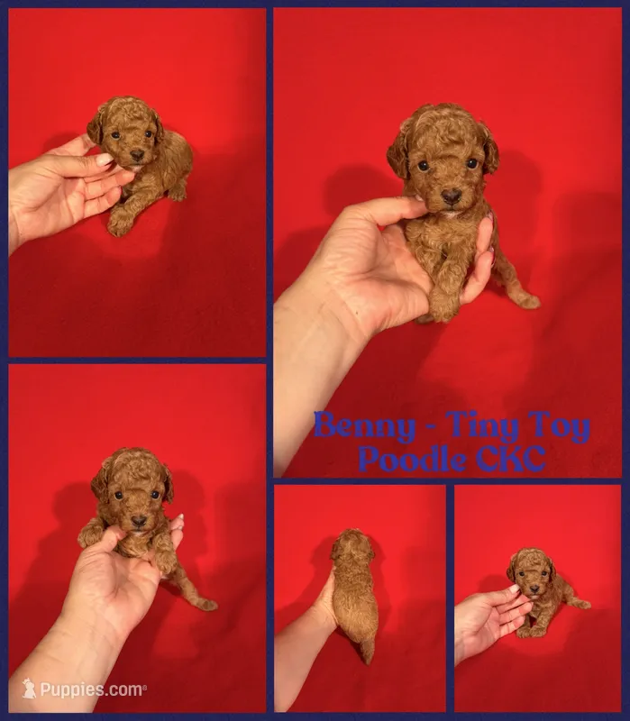 Benny – Poodle - Toy  puppy for sale in Jacksonville, NC