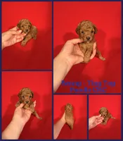 Benny, a male Poodle - Toy  for sale in Jacksonville, NC – 1 of 1