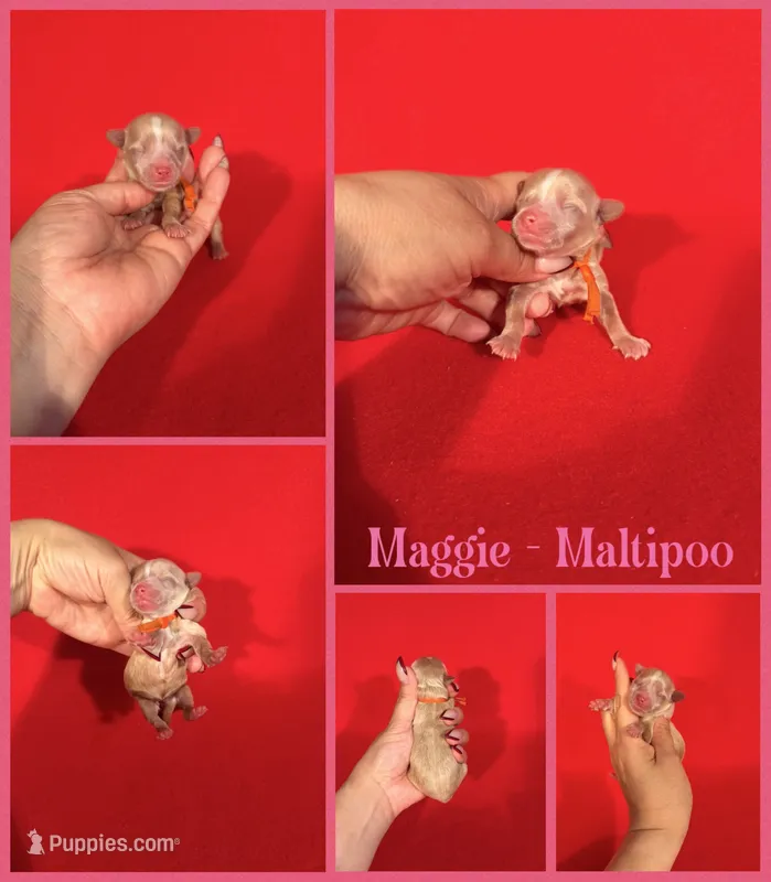 Maggie – Maltipoo puppy for sale in Jacksonville, NC