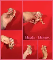 Maggie, a female Maltipoo for sale in Jacksonville, NC – 1 of 1