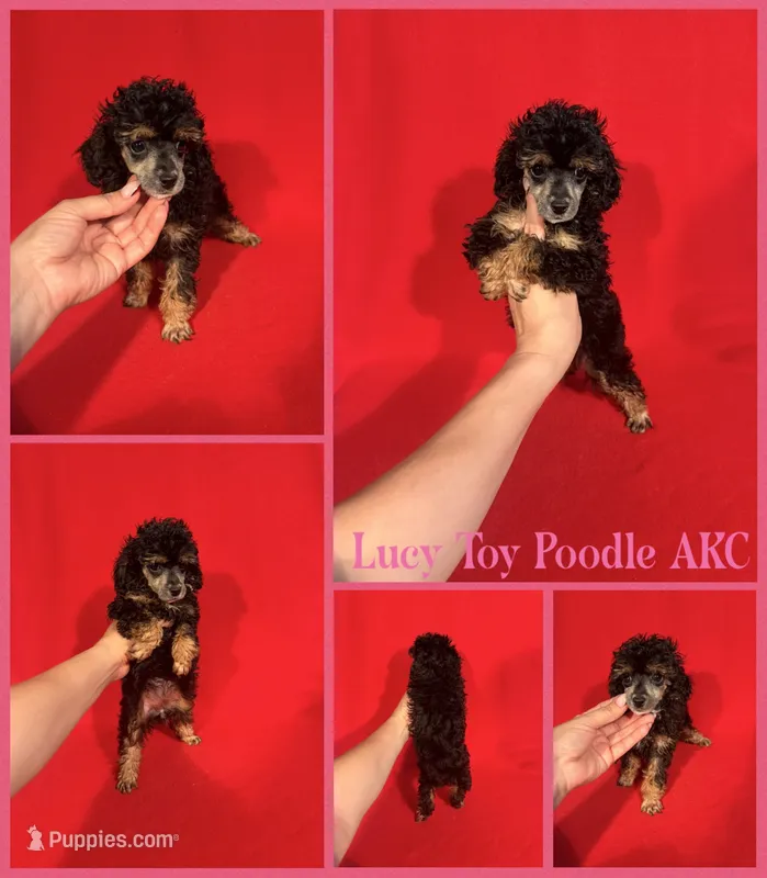 Lucy AKC  – Poodle - Toy  puppy for sale in Jacksonville, NC