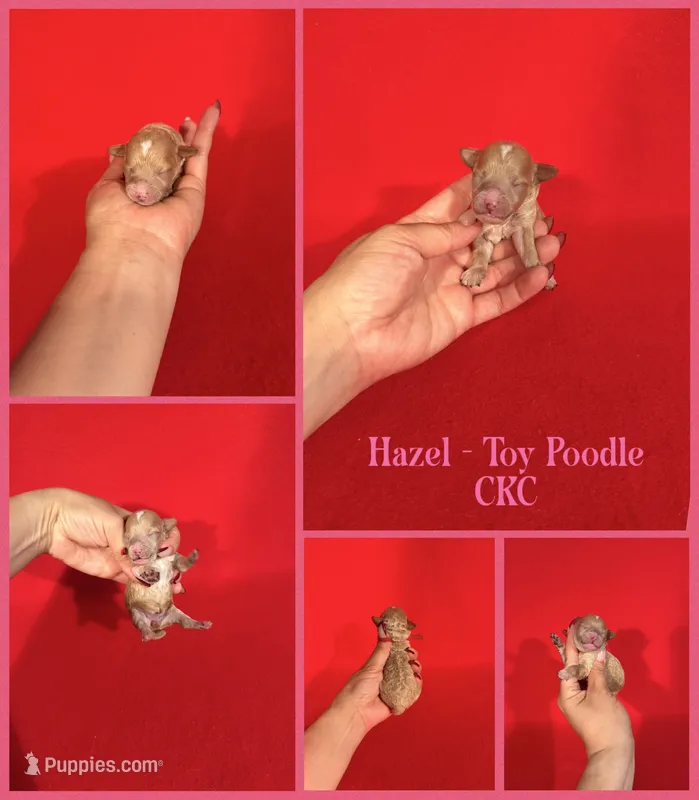 Hazel – Poodle - Toy  puppy for sale in Jacksonville, NC