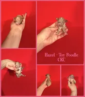 Hazel, a female Poodle - Toy  for sale in Jacksonville, NC – 1 of 1