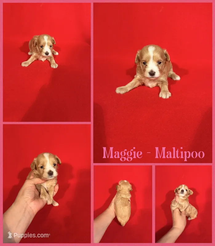 Maggie – Maltipoo puppy for sale in Jacksonville, NC