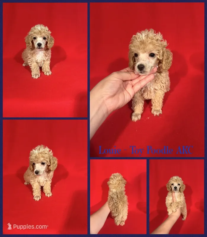 Louie AKC  – Poodle - Toy  puppy for sale in Jacksonville, NC