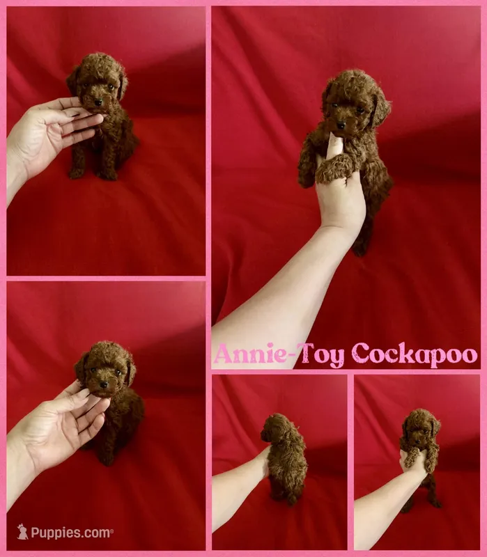 Annie teacup  – Cockapoo, Poodle - Toy  puppy for sale in Jacksonville, NC