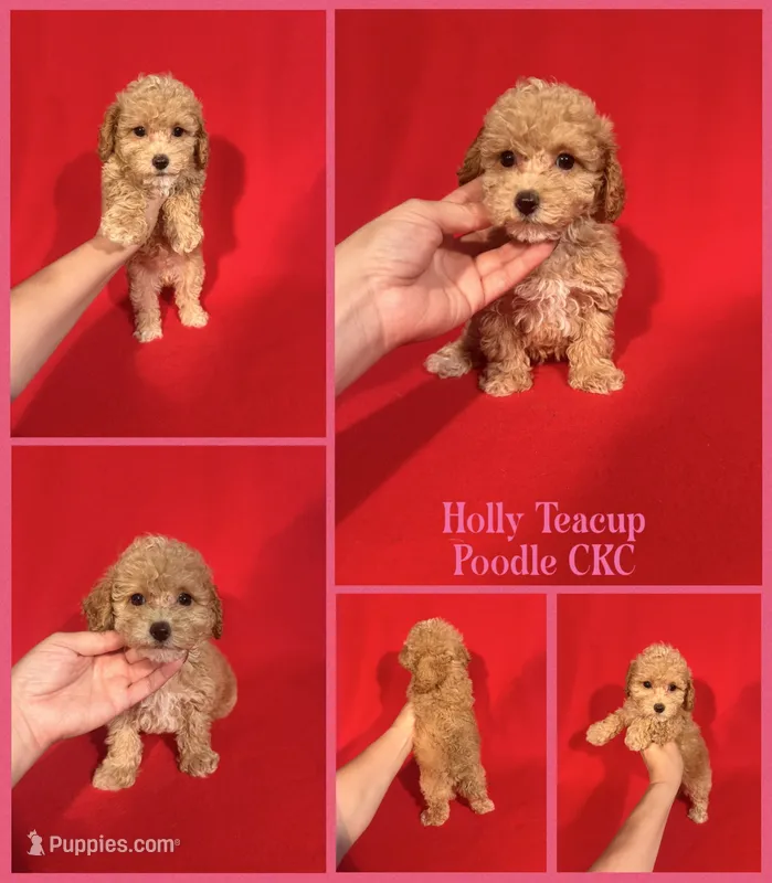 Holly Teacup – Poodle - Toy  puppy for sale in Jacksonville, NC