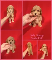 Holly , a female Poodle - Toy  for sale in Jacksonville, NC – 1 of 1