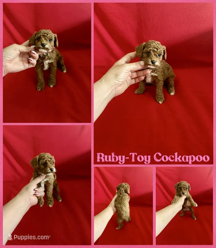 Ruby  – Cockapoo, Poodle - Toy  puppy for sale in Jacksonville, NC