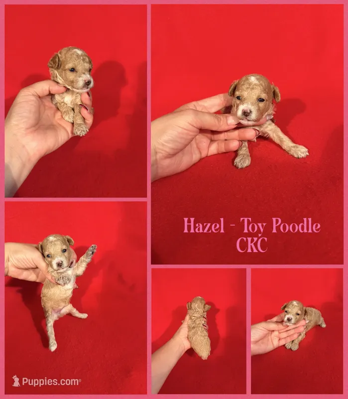 Hazel – Poodle - Toy  puppy for sale in Jacksonville, NC