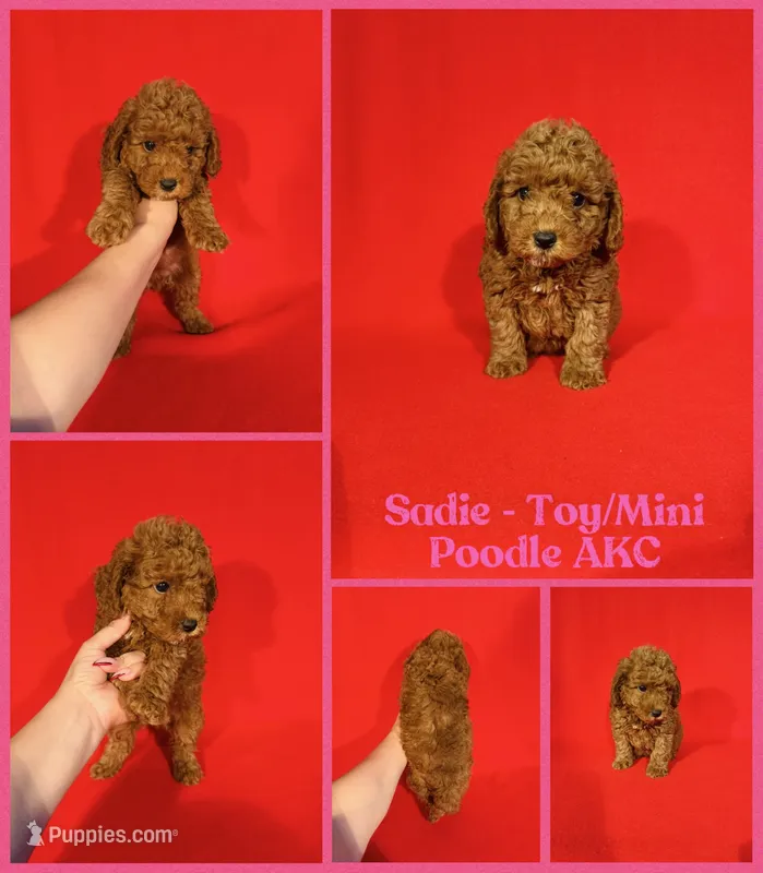 Sadie AKC  – Poodle - Toy  puppy for sale in Jacksonville, NC
